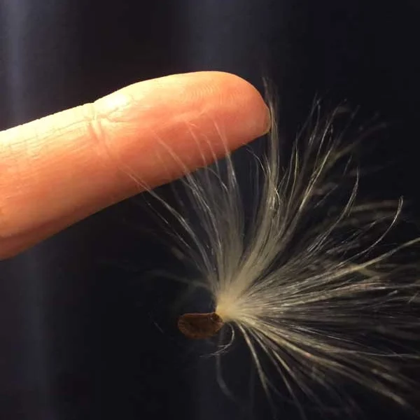 Milkweed : Monarch :: Mother : Child by Cicelia Ross-Gotta, The Vestibule