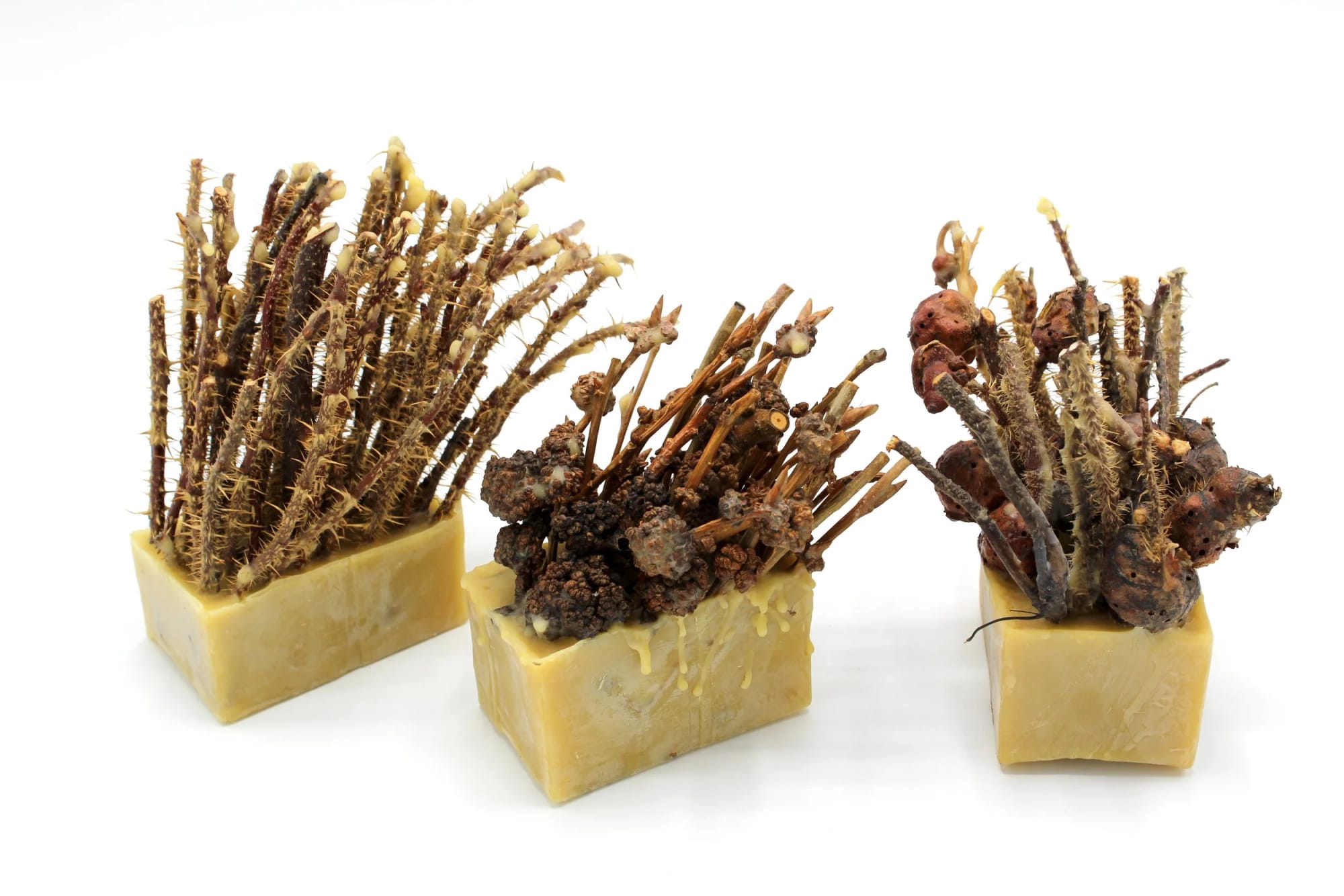Ruth Marie Tomlinson.  Preserves: Abnormalities. Rosa Ragosa.  Plant material, beeswax.